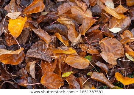 Stockfoto: Water Drops On Autumn Leaf