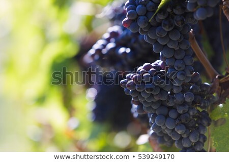 Stock photo: Tuscany Wineyard