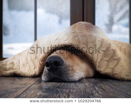 [[stock_photo]]: Freezing Winter Dog