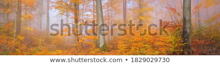 Zdjęcia stock: Tall Autumn Trees In Deciduous Forest With Sunlight