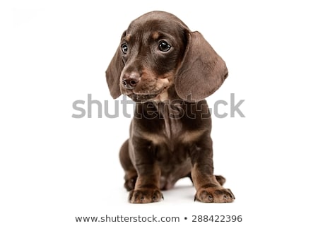 Stock photo: Lovely Puppy Dachshund Waching In White Studio