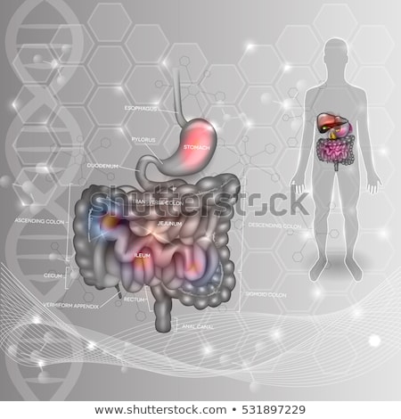 Stok fotoğraf: Gastrointestinal Tract Human Silhouette Abstract Scientific Bac