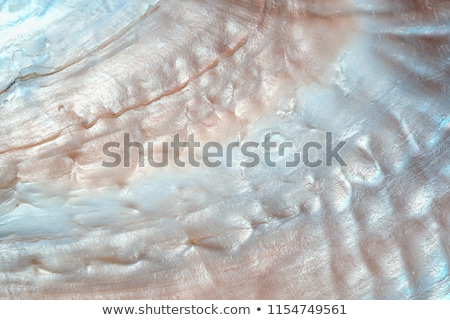 ストックフォト: Background Textures Sea Shells