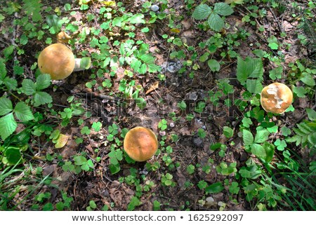 Stock fotó: Small Cep Mushroom In Sun Rays