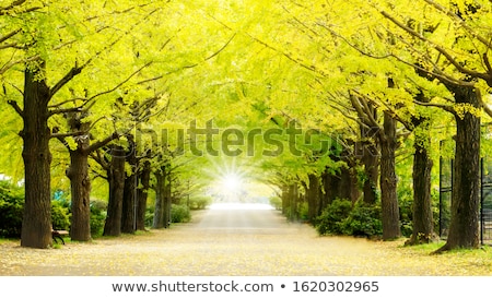 Stock photo: Ginkgo Road