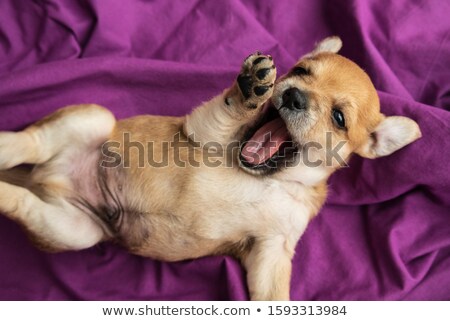 Stock photo: Funny Lazy Puppy Yawning On A Purple Fabric