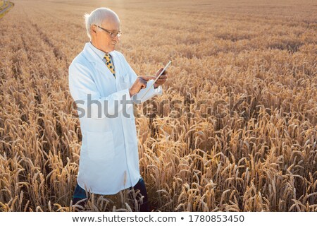 Сток-фото: Scientist Doing Field Test Of New Gmo Grain For Better Yield