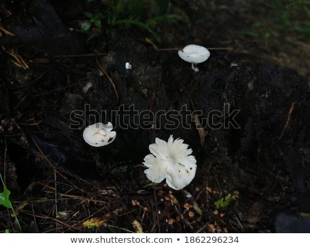 Stock photo: Boletus Mushrooms Moss Branch And Bark On Wood