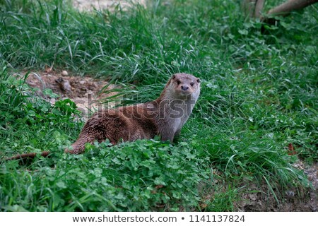 Stock photo: Eurasian Otter Lutra Lutra