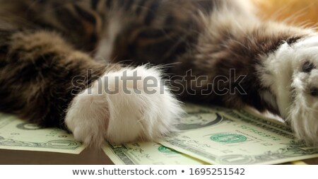 Foto d'archivio: Onteggio · dei · soldi · del · gatto