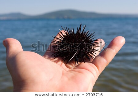 Stok fotoğraf: Sea Hedgehog Lays On A Mans Hand