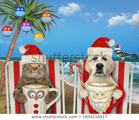 Foto stock: Dog Beach Chair On Christmas Holidays