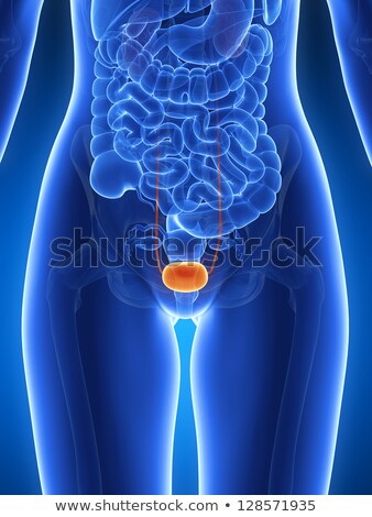 Сток-фото: 3d Rendering Medical Illustration Of The Human Bladder