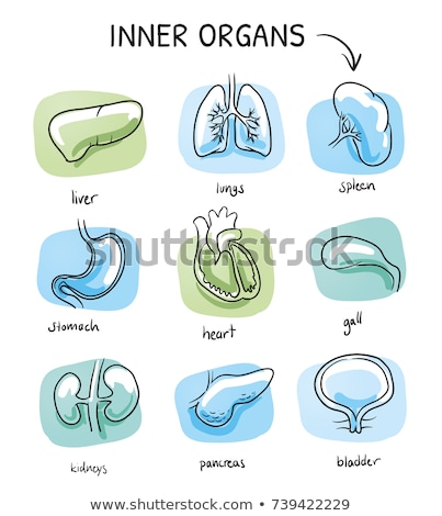 Stok fotoğraf: Urinary Bladder Hand Drawn Outline Doodle Icon