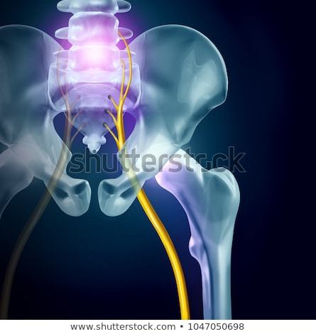 Foto d'archivio: Sciatic Nerve Concept