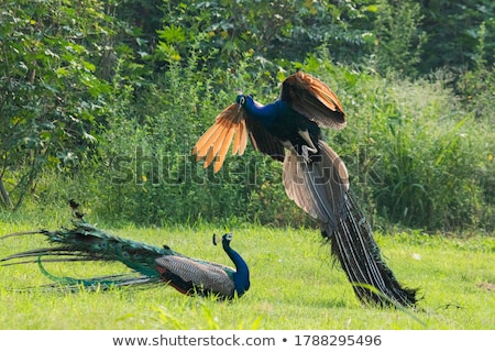 Сток-фото: Blue Male Peacock In A Park