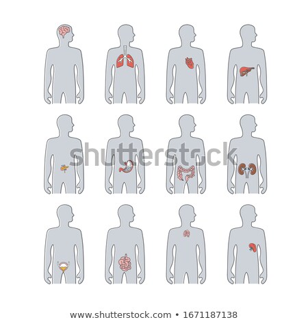 Stok fotoğraf: Different Organs