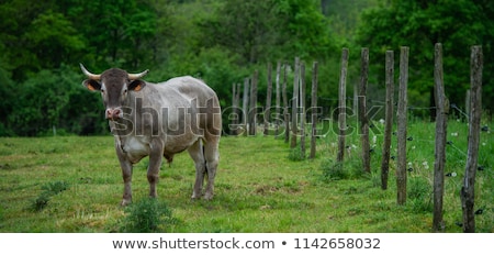 Foto stock: Bazadaise Cows And Calves Daisy In The Meadow