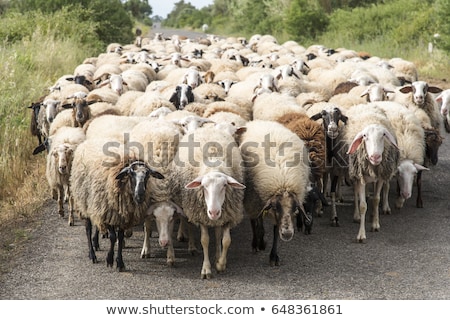 Foto stock: Herd Of Sheep