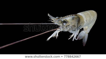 [[stock_photo]]: Shrimps Close Up