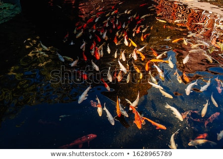 Stock fotó: Wild Animals Living By The Pond