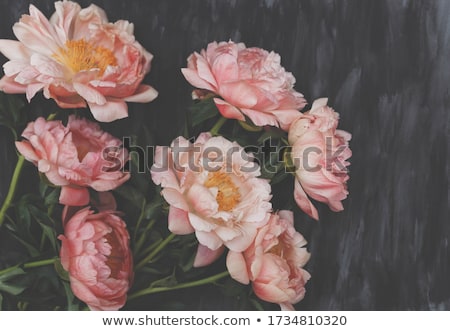 Foto d'archivio: Pink Peony Flowers As Floral Art Background Botanical Flatlay And Luxury Branding
