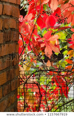 Foto d'archivio: Housetop With Red Ivy