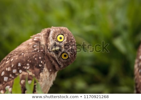 Stock fotó: Funny Owl