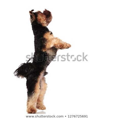 Сток-фото: Side View Of Playful Yorkie Standing On Back Paws