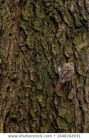 Zdjęcia stock: Eurasian Treecreeper Or Common Treecreeper Sitting On Tree