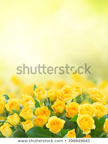 Fresh Yellow Roses Stock foto © Neirfy