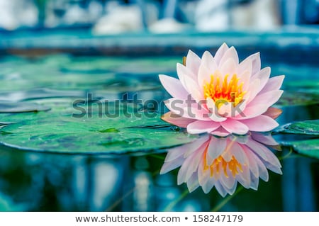 Stock photo: Floating On The Water Lily