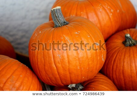 Stock fotó: Pumpkin - Cucurbita Pepo