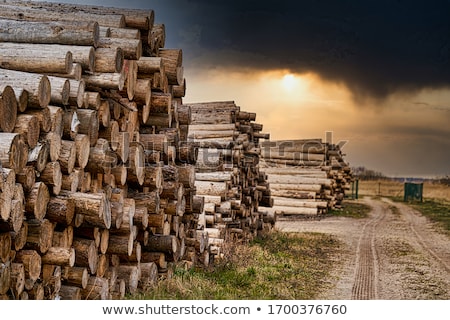 Stock photo: Logging