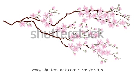 Stockfoto: Sakura Branch