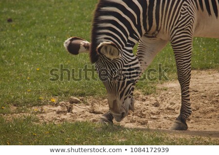 Foto stock: Zebra Scratching His Face