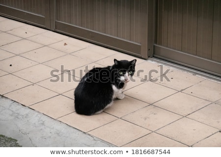Gatto seduto davanti alla porta Foto d'archivio © elwynn