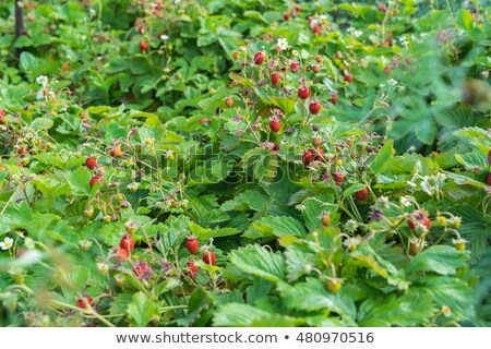 [[stock_photo]]: Lairière · aux · fraises