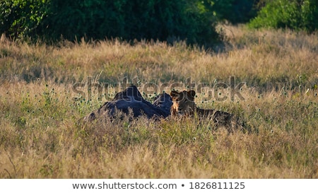 Foto stock: Male Lion In The High Grass