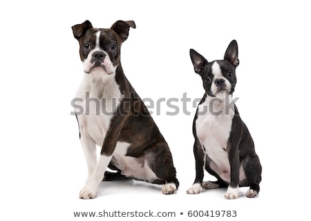 Stock photo: Studio Shot Of An Adarable Boxer And A Boston Terrier