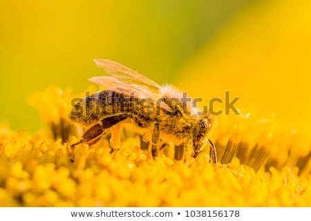 Foto stock: Bee And Pollen