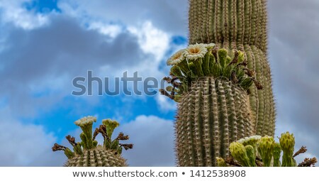 Stock photo: Saguaros In Bloom
