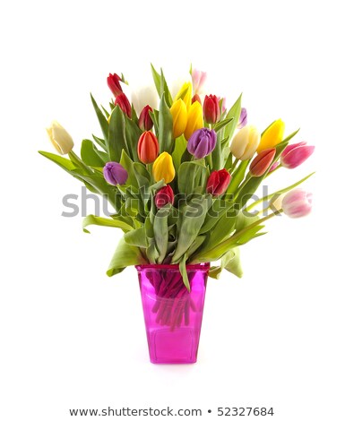 Сток-фото: Dutch Tulips In Pink Vase Over White Background