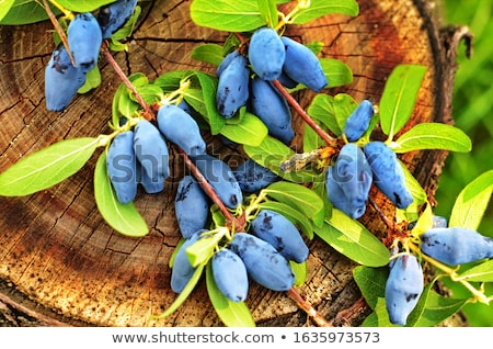Stock photo: Honeysuckle Berries