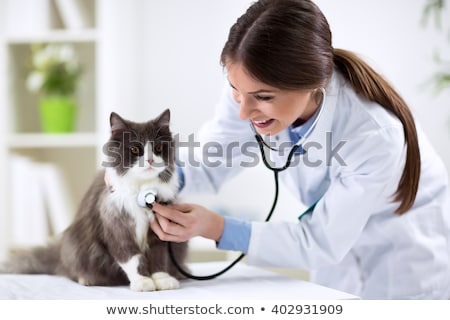Stock foto: A Woman Vet Petting A Cat