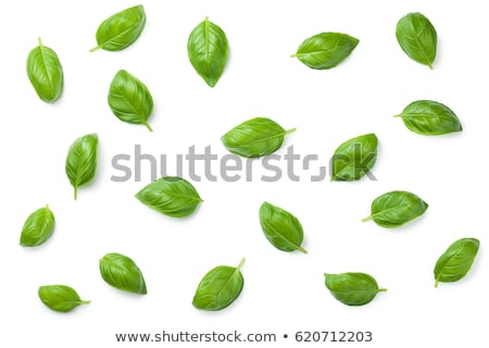 Stok fotoğraf: Fresh Basil Leaves