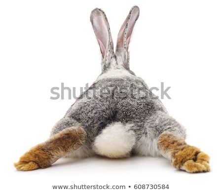 Foto stock: Cute Gray Rabbit Hare Isolated On White Background