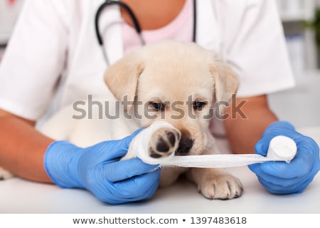 Сток-фото: Veterinarian Medicine On Wound Paw