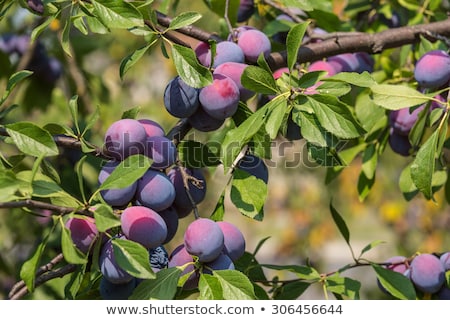 Plum Tree Stock photo © Relu1907