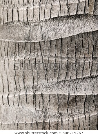 Foto d'archivio: Palm Tree Wood Bark Natural Texture Background